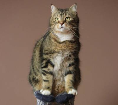Ошибки в содержании кошек, которые совершают многие хозяева - grodnonews.by - Белоруссия