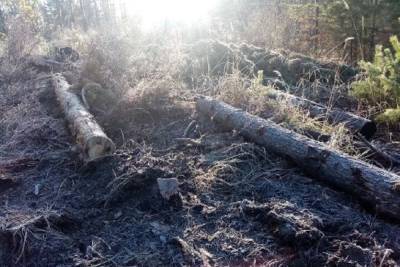 Забайкальцы спилили 226 деревьев на чужой деляне, ущерб составил 4 млн рублей - mk.ru - Китай - Забайкальский край - Чита - Камаз