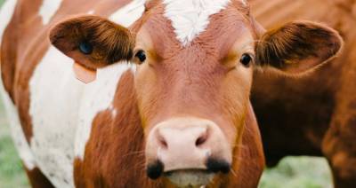 Как умные камеры помогают распознавать болезни коров на ферме - produkt.by - Белоруссия - Кингстон