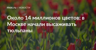 Петр Бирюков - Около 14 миллионов цветов: в Москве начали высаживать тюльпаны - mos.ru - Москва