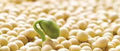 Як споживання соєвих продуктів впливає на ризик хвороб серця - w-n.com.ua