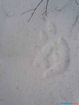 На дачах в Охе продолжают находить следы, несмотря на отстрел медведя - sakhalin.info