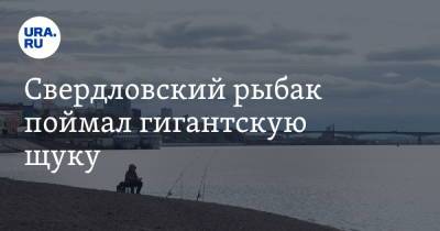 Свердловский рыбак поймал гигантскую щуку. Фото - ura.news - Свердловская обл.