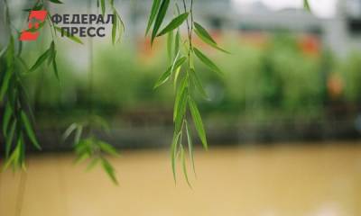 Сломавшая ивы омичка не может возместить ущерб - fedpress.ru - Омск