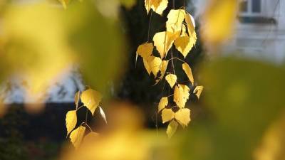 Выставка «Осенними тропами: листья и летописи» открылась в музее Скрябина - vm.ru