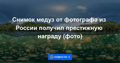 Снимок медуз от фотографа из России получил престижную награду (фото) - news.mail.ru - Россия - США - штат Луизиана - Палау - Экология