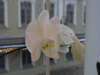 Где нужно ставить орхидею, чтобы она цвела - skuke.net