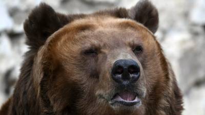 Медведь напал на трёх человек в лесу Тюменской области - russian.rt.com - Тюменская обл. - район Уватский