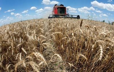 Украина резко увеличит экспорт пшеницы - korrespondent.net - Украина - Аграрии