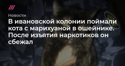 В ивановской колонии поймали кота с марихуаной в ошейнике. После изъятия наркотиков он сбежал - tvrain.ru - Тульская обл. - Ивановская обл.