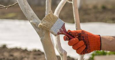 Осенняя побелка – важный агротехнический прием, защищающий деревья зимой - afanasy.biz