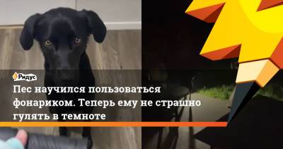 Пес научился пользоваться фонариком. Теперь ему не страшно гулять в темноте - ridus.ru