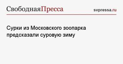 Сурки из Московского зоопарка предсказали суровую зиму - svpressa.ru