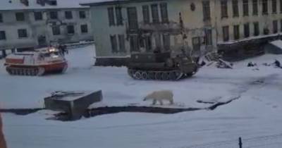 В поселке Диксон белый медвежонок вышел к тяжелой гусеничной технике - ren.tv - Красноярский край