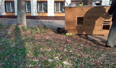 Котодомик снесли в Тюмени: борьбу за жилье для кошек бабушка проиграла соседям и УК - nashgorod.ru - Россия - Тюмень