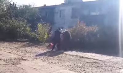 Автоледи устроили самосуд, видео: "На высокой скорости сбила беременную собаку" - politeka.net - Украина - Одесская обл.
