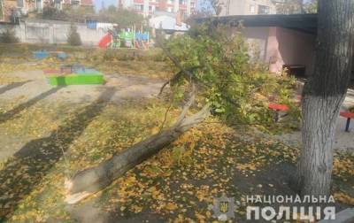 В Кременчуге два ребенка пострадали при падении дерева в детсаду - korrespondent.net - Украина - Полтавская обл. - Кременчуг
