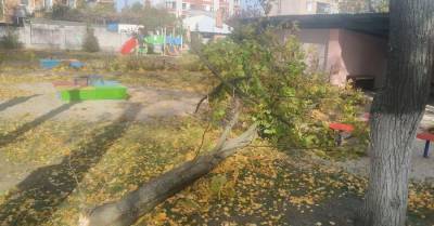 В Кременчуге на детей и воспитательницу садика упало дерево: девочка - в коме - kp.ua - Украина - Полтавская обл. - Кременчуг