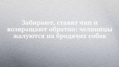 Забирают, ставят чип и возвращают обратно: челнинцы жалуются на бродячих собак - chelny-izvest.ru - Гэс