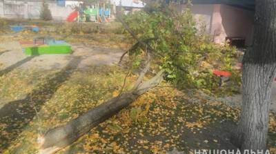 В двух городах Украины из-за падения деревьев пострадали люди - ru.slovoidilo.ua - Украина - Одесса - Полтавская обл. - Кременчуг