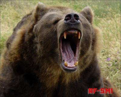 Илья Медведев - В Тюменской области трое рыбаков напали на спящего медведя.... - rf-smi.ru - Тюменская обл.
