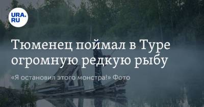 Тюменец поймал в Туре огромную редкую рыбу. «Я остановил этого монстра!» Фото - ura.news - Тюмень