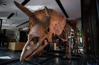 Скелет крупнейшего в истории трицератопса продали за рекордные 6,6 млн евро - unn.com.ua - США - Украина - Киев - Италия - Париж - штат Южная Дакота
