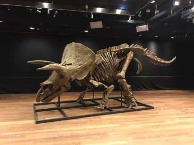 Рекордно большой скелет трицератопса продан на аукционе в Париже за рекордную сумму - lenta.ua - Украина - Париж