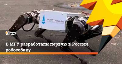 В МГУ разработали первую в России робособаку - ridus.ru - Россия - Boston