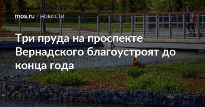Три пруда на проспекте Вернадского благоустроят до конца года - mos.ru - Москва - Благоустройство