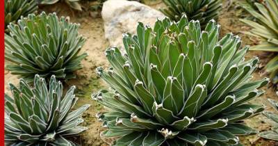 королева Виктория - Необычные и эффектные: редкие виды агавы для дома и сада - profile.ru - Мексика