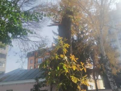 В Кременчуге умерла девочка, на которую упало дерево в детском саду - gordonua.com - Украина - Кременчуг