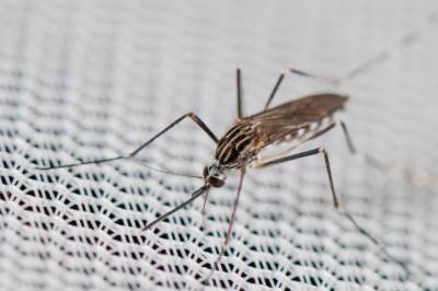 «Переносят опасные вирусы»: в Италии обнаружили новый вид комаров - enovosty.com - Италия