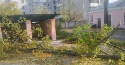 Умерла девочка, на которую упало дерево в детсаду Кременчуга - kp.ua - Украина - Полтавская обл. - Кременчуг