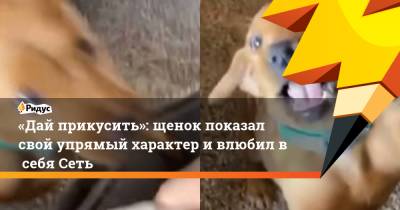 «Дай прикусить»: щенок показал свой упрямый характер ивлюбил всебя Сеть - ridus.ru