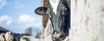 В фермерском хозяйстве Башкирии выявлены антисанитарные условия содержания животных - runews24.ru - Башкирия - район Гафурийский