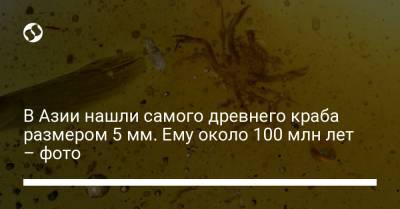В Азии нашли самого древнего краба размером 5 мм. Ему около 100 млн лет – фото - liga.net - Китай - США - Украина - Канада