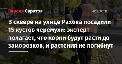 В сквере на улице Рахова посадили 15 кустов черемухи: эксперт полагает, что корни будут расти до заморозков, и растения не погибнут - nversia.ru - Саратов