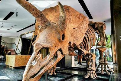 В Париже на аукционе продали крупнейший скелет трицератопса - trend.az - США - Италия - Франция - Париж - штат Южная Дакота - Интерфакс