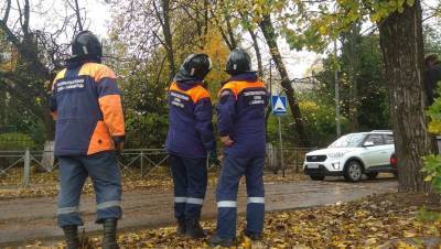 В Калининграде поваленные штормом деревья повредили 13 автомобилей - dp.ru - Ленинградская обл. - Санкт-Петербург - Калининград - Псковская обл. - Новгородская обл. - район Василеостровский, Санкт-Петербург