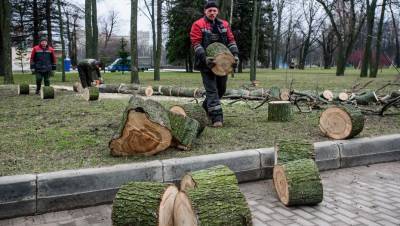 Ураган повалил более 70 деревьев в парках и скверах Петербурга - dp.ru - Санкт-Петербург