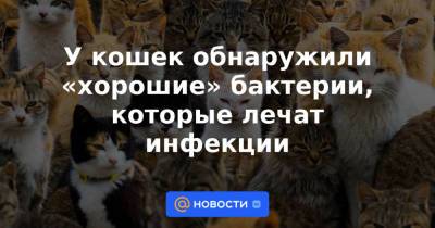У кошек обнаружили «хорошие» бактерии, которые лечат инфекции - news.mail.ru - США