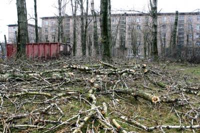 Александр Колесов - Минимум 72 деревьев лишился Петербург после шторма - neva.today - Санкт-Петербург