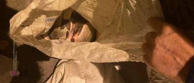В Волжском инспекторы ДПС задержали браконьера с 90 кг рыбы частиковых пород - runews24.ru - Россия - Волгоградская обл.