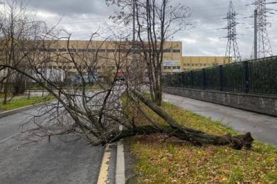 Шторм повалил в Петербурге более 70 деревьев - abnews.ru - Санкт-Петербург - Павловск