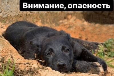 Всплеск интереса к черным котам и животным накануне Хэллоуина встревожил тверских волонтеров - tver.mk.ru - Тверь