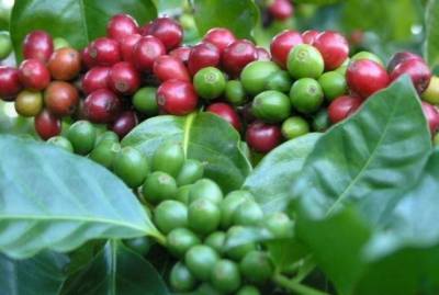 Как собрать собственный урожай вкусного и ароматного кофе в домашних условиях - skuke.net - Россия - Эфиопия