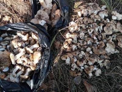 В октябре грибники собирают урожай подтопольников в лесах Новосибирской области - sib.fm - Новосибирск - Новосибирская обл.