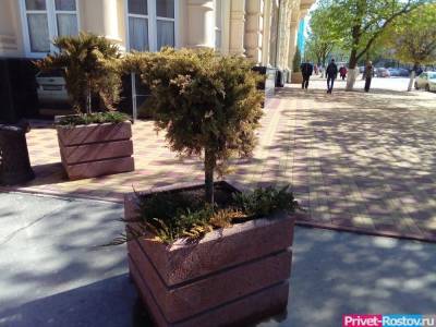 Улицу Горького в Ростове озеленят кадками вместо нормальных деревьев - privet-rostov.ru