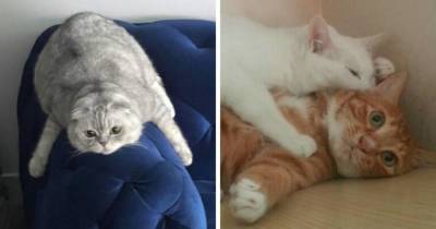 15 фотографий котов, которые внезапно познали экзистенциальный кризис и тщетность бытия - skuke.net
